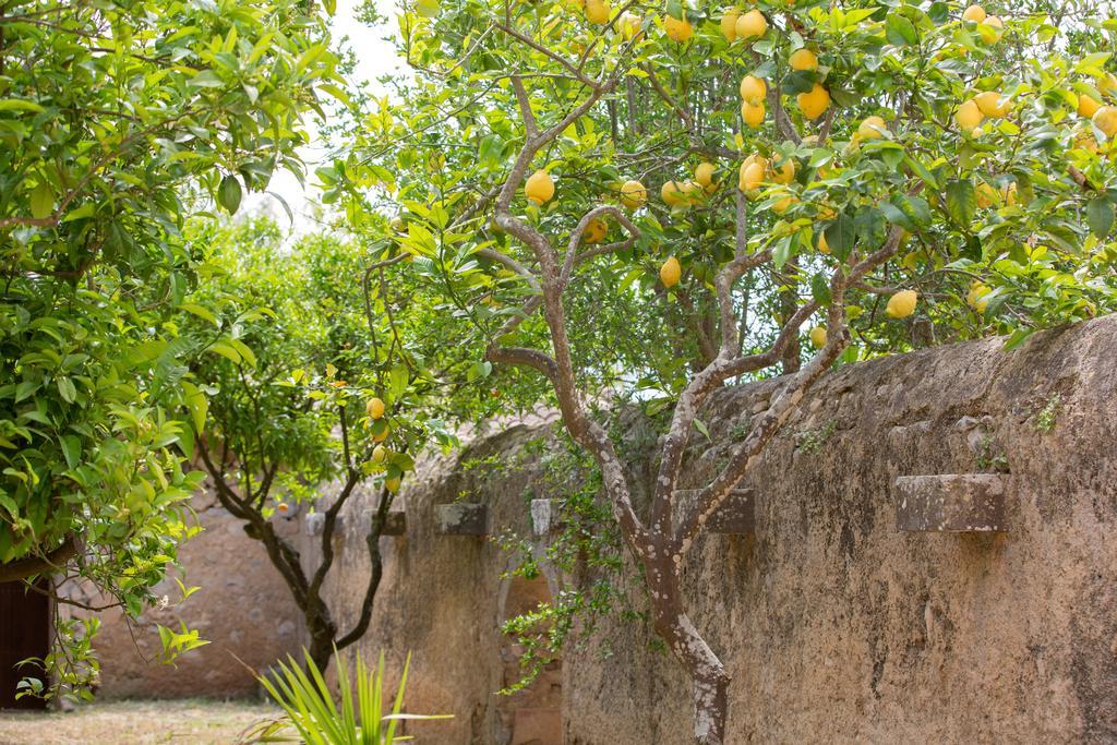 Agroturismo Es Pla De Llodra Manacor  Buitenkant foto